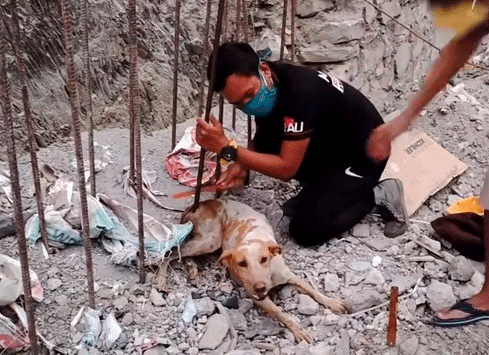 Trapped in an Iron Bar Hurts, Yet It Does Not Cause the Injured Dog to Fall