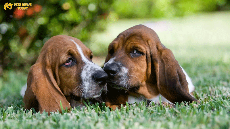 Heartwarming Tales from Basset Hound Owners