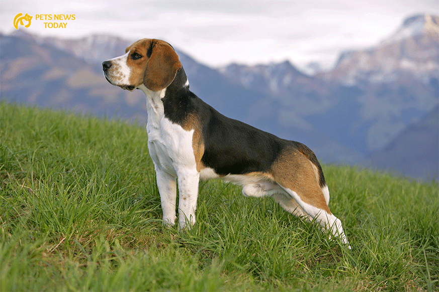 Exploring the Beagle Biography: From Origins to Modern Day