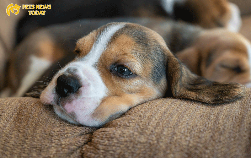 Playful Puppies: The Joys of Beagle Puppyhood