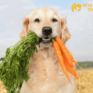 Can dogs eat carrots