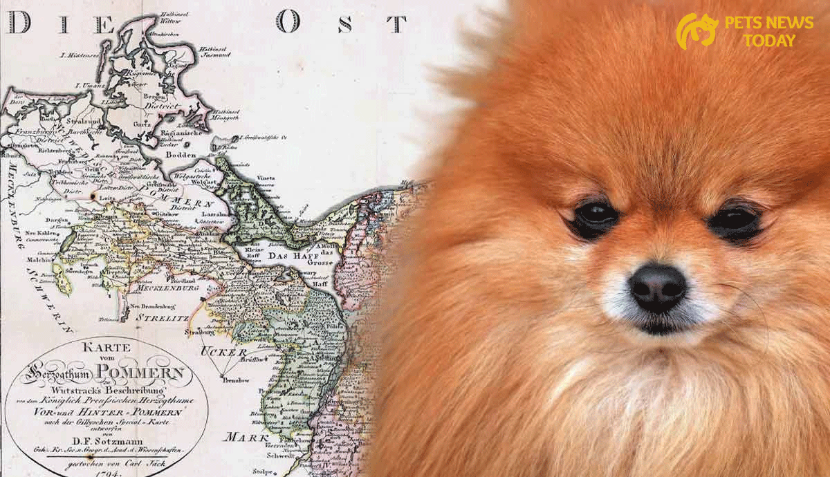 History and Origin of Pomeranian Breeds