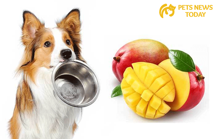 How to Safely Feed Your Dogs Eat Mango