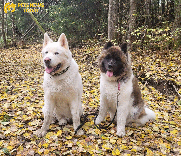 Personality and Temperament About The Long Haired Japanese Akita