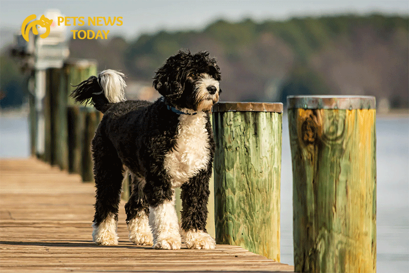 Portuguese Water Dog Breeds
