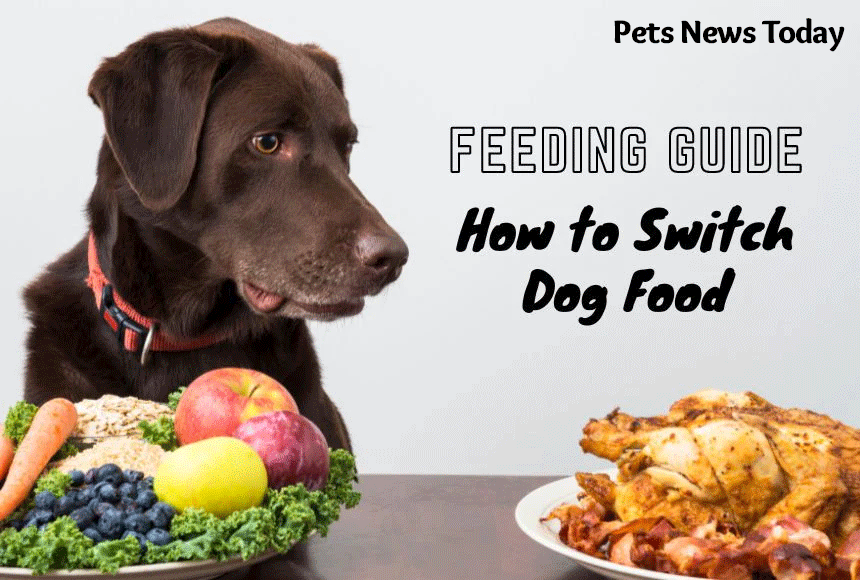 Understanding Canine Dietary Needs