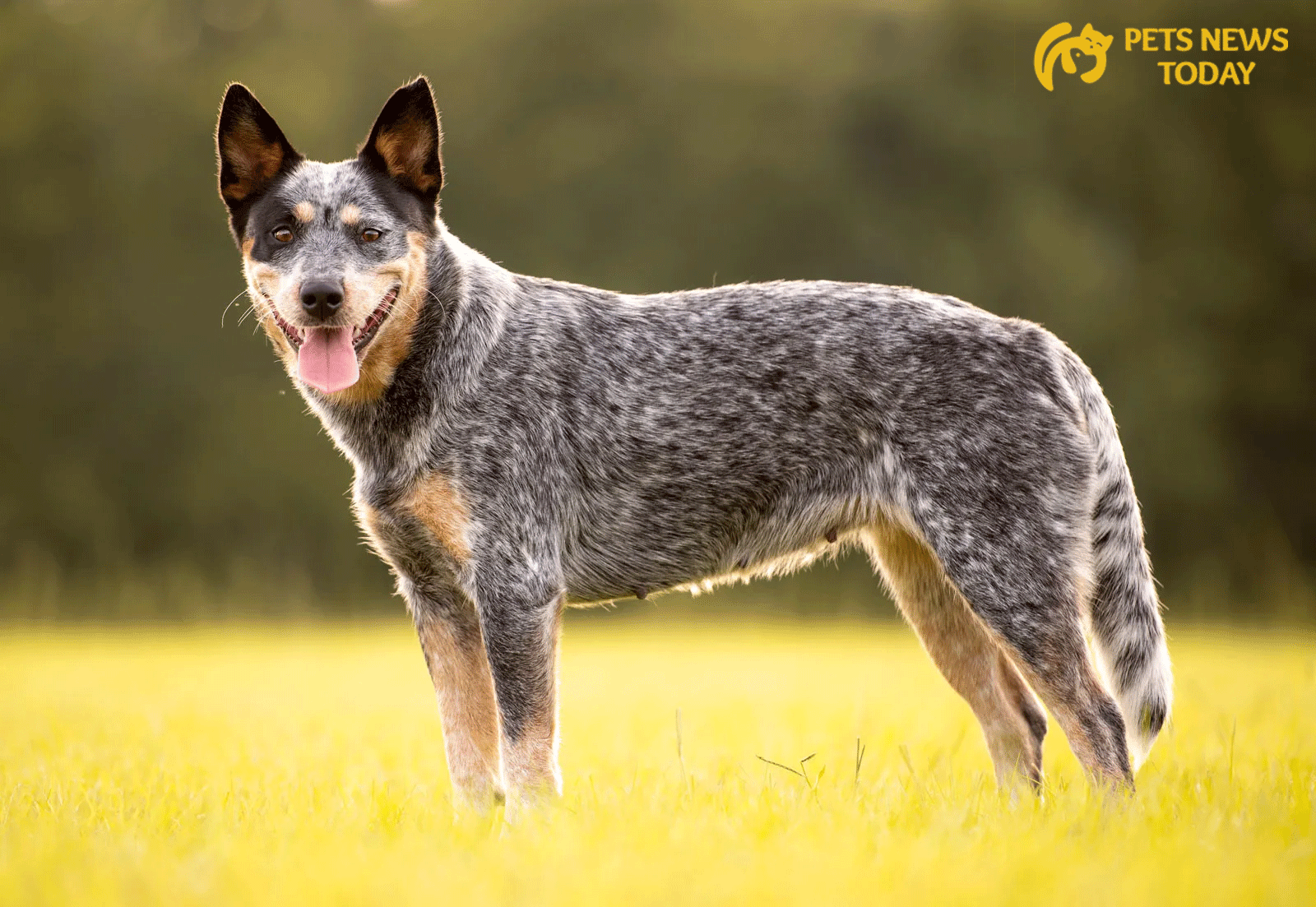History and Origin about Australian Cattle Dog