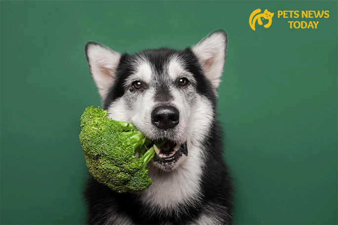 Can dogs safely eat broccoli?