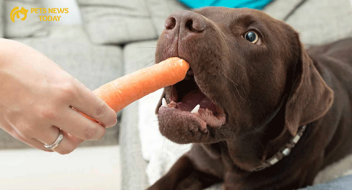 How to Feed Carrots to Your Dog