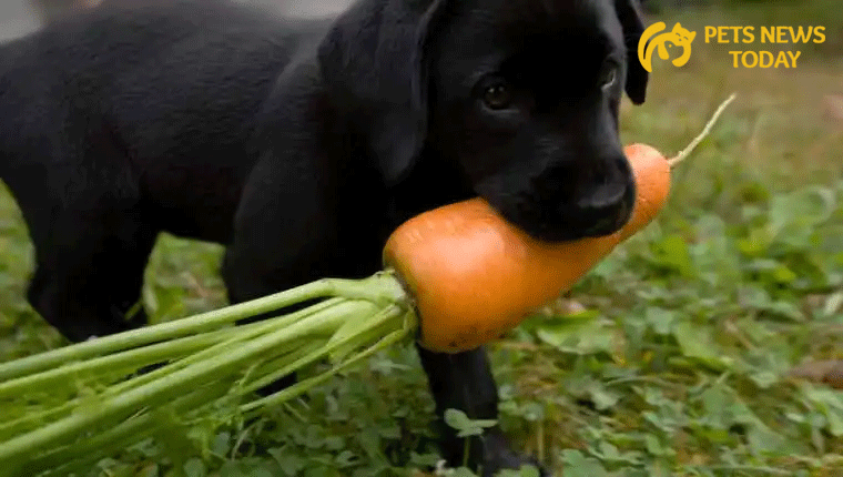 Potential Benefits of Feeding Carrots to Dogs: