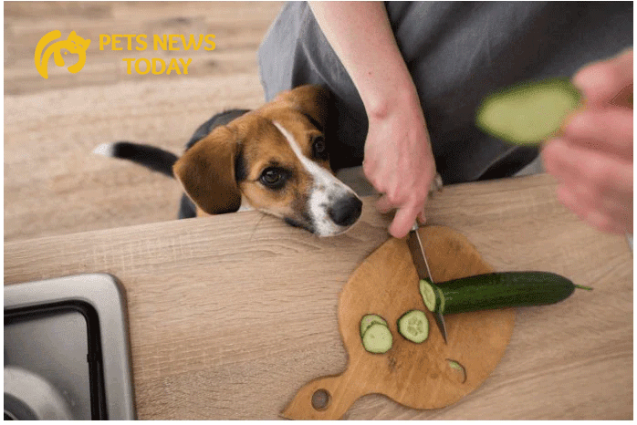 How to Feed Cucumbers to Your Dog: 