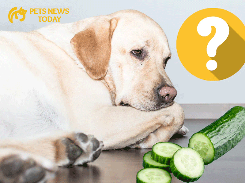 Are Dogs Safe to Eat Cucumbers? 