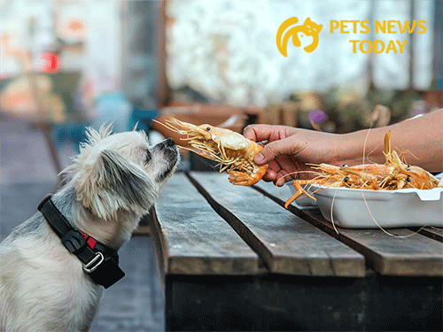 Risks Associated with Feeding Shrimp to Dogs: