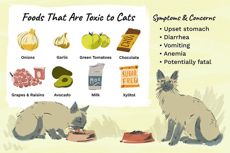 Unsafe Human Foods for Cats: