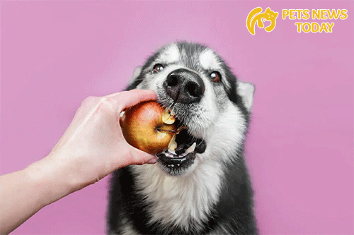 Dogs Eat Apples