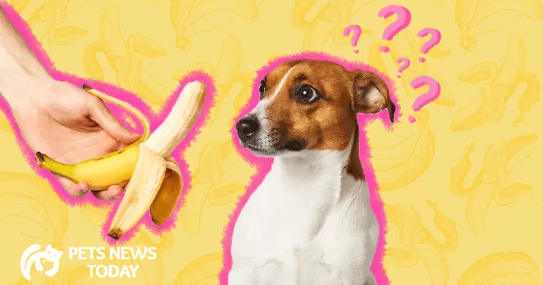 Can Dogs Have Bananas