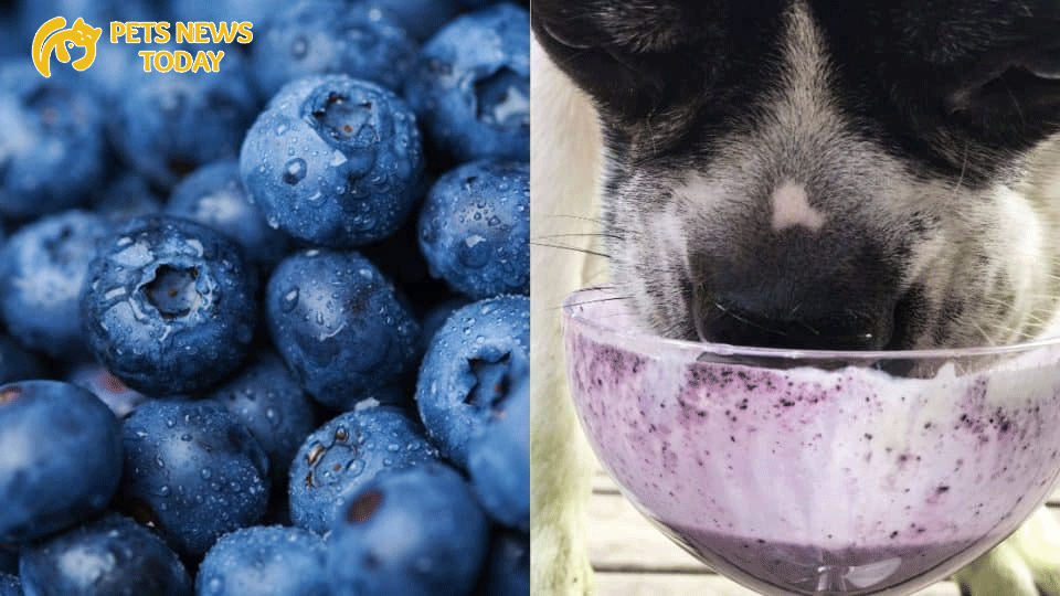 Let Dogs Eat Blueberries