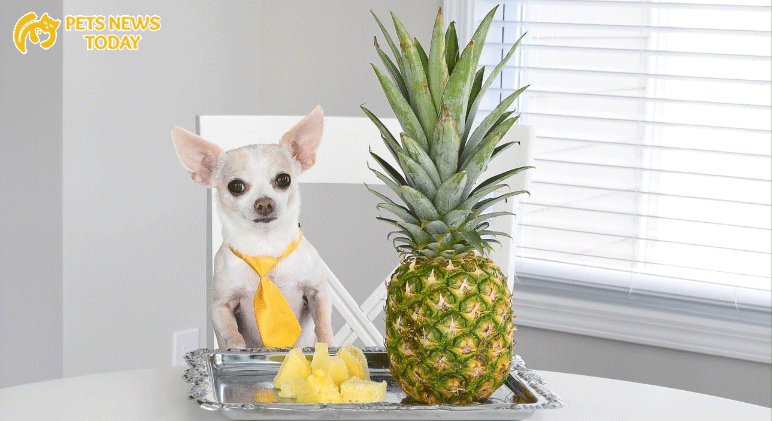 Dogs eat pineapple