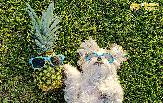 Can Dogs eat pineapple