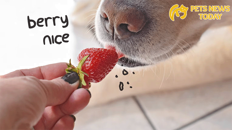 How to Let Dogs Eat Strawberries