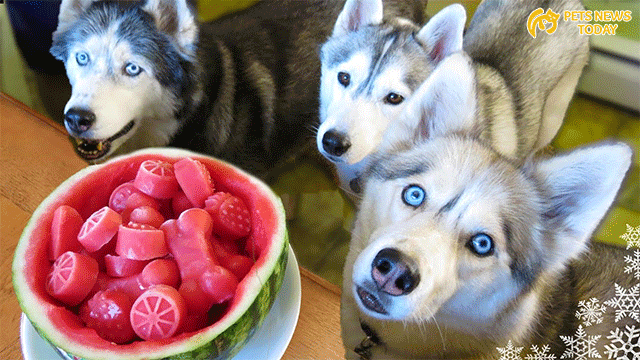 Let Dogs Eat Watermelon