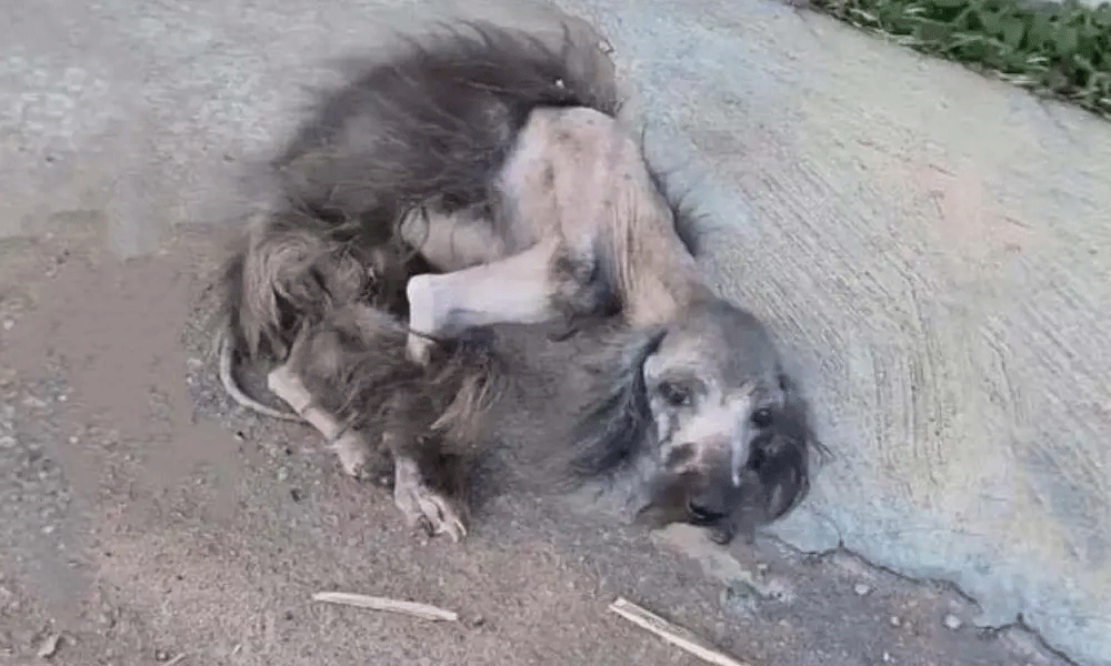 A Sick Dog’s Unyielding Determination Defying All Odds For A Fresh ...