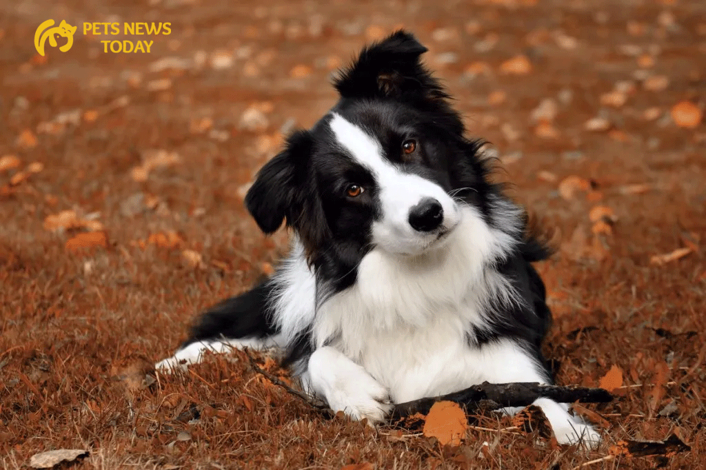 Endearing Personality Traits of Border Collies