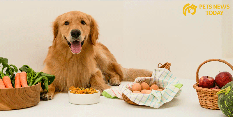 Proper Nutrition for Optimal Canine Health